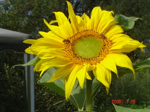 Dsc00349