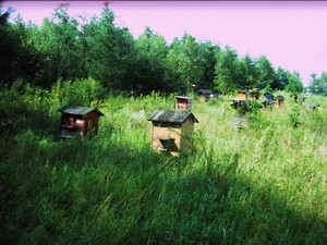 Pasieka nad Świsłoczą. Ozierany Małe. 