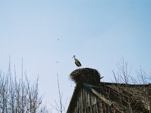 Bocianie gniazdo.