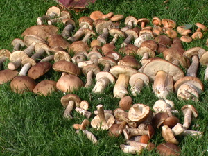 2012 r. Ozierany Małe. Grzybobranie.....