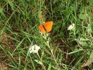 Motyl......