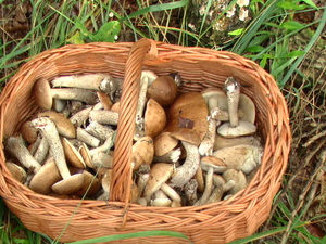 Ozierany