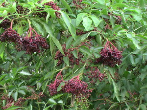 czarnz bez