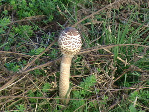 Kania - czubajka.