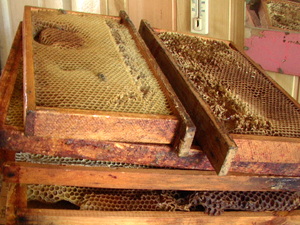 Miodobranie.