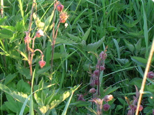 DOlina Nietupy.
