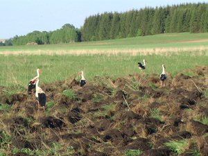 BOcki nad Nietupą.