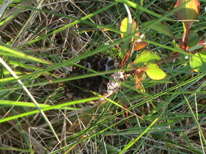 Pic 0142