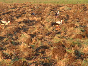 Pic 0247
