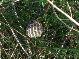 Pic 0065