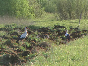 Pic 0161
