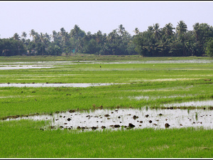 Indie backwaters 026