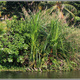 Indie backwaters 062