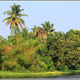 Indie backwaters 138