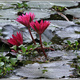 Indie backwaters 148