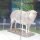 Owieczka Dolly