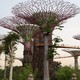 Gardens By The Bay - Supertrees