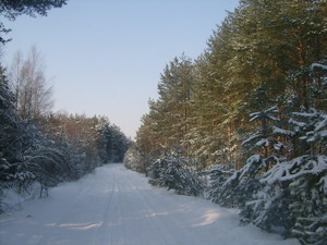 Droga w okolicy Ciełuszek (Puchły - Soce)
