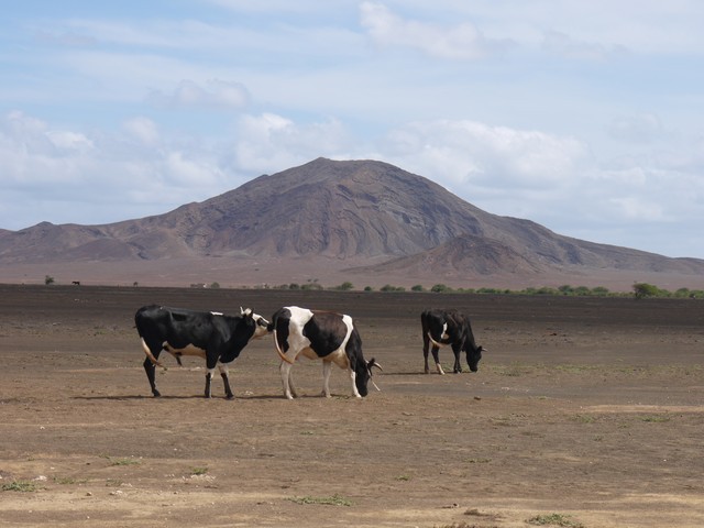 80 cabo verde wyspa sal