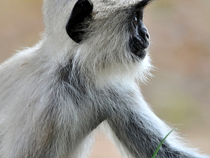 Hulman z Makaków (Sri Lanka)