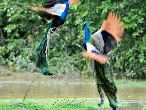Nie podskakuj! (Sri Lanka)