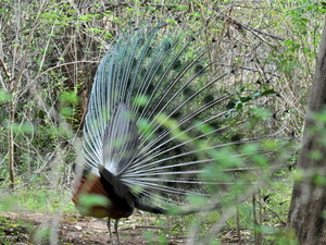 Napuszony paw (Sri Lanka)