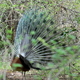 Napuszony paw (Sri Lanka)