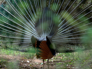 Napuszony paw (Sri Lanka)