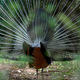 Napuszony paw (Sri Lanka)