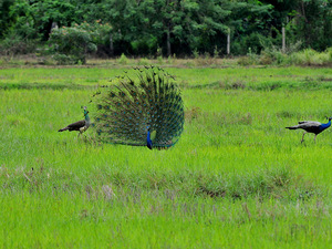 Napuszony paw (Sri Lanka)