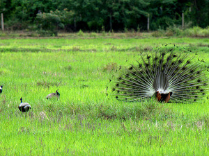 Napuszony paw (Sri Lanka)