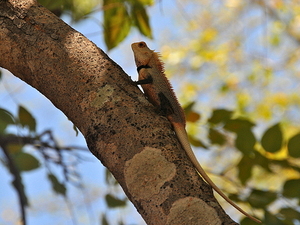 Kameleoś (Sri Lanka)