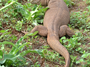 Waran (Sri Lanka)