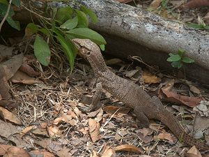 Waran (Sri Lanka)
