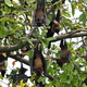 Zwisające lisy (Sri Lanka)