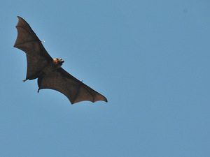 Latający lis (Sri Lanka)