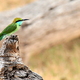 Bee Eater (Sri Lanka)