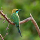 Bee Eater (Sri Lanka)