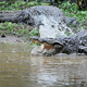 Duzy kroko (Sri Lanka)