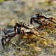 Krab na krabie i krabem pogania 1 (Sri Lanka)
