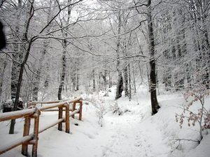 zimowy las 