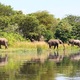 Słonie sawannowe 