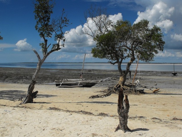mangrowce koło Shimoni