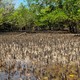 namorzyny laguny w okolicach Kinazini i Wasini