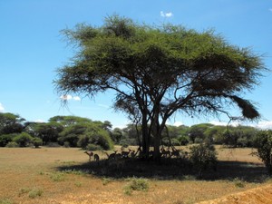 safari w Tsavo