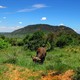 safari w Tsavo