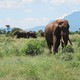 słonie z Taita