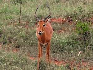 8255920 - Kenia Safari w Tsavo East i Taita Hills