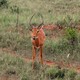 8255920 - Kenia Safari w Tsavo East i Taita Hills
