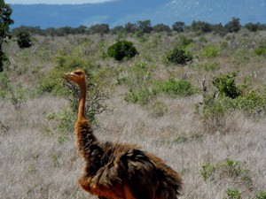 8255922 - Kenia Safari w Tsavo East i Taita Hills